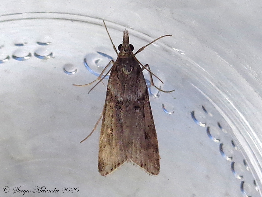Eudonia angustea - Crambidae